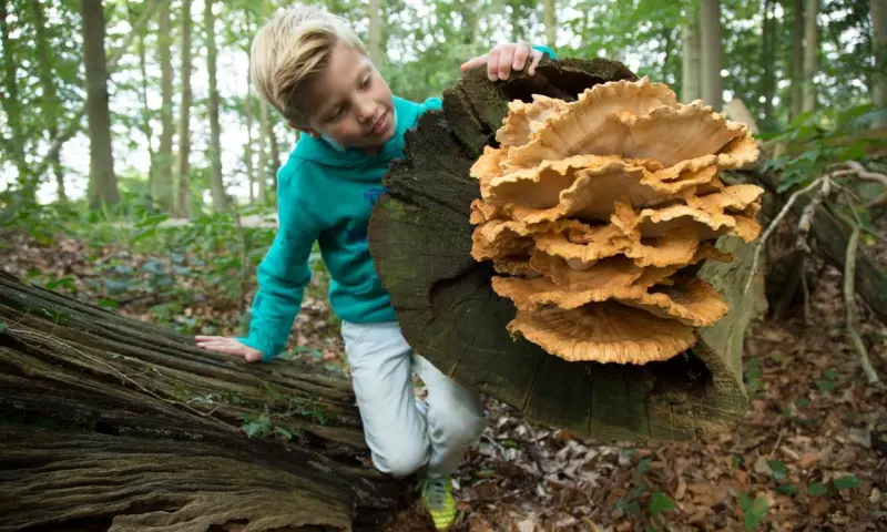 OERRR paddenstoelen (6 t/m 12 jr) - bezoekerscentrum Veluwezoom