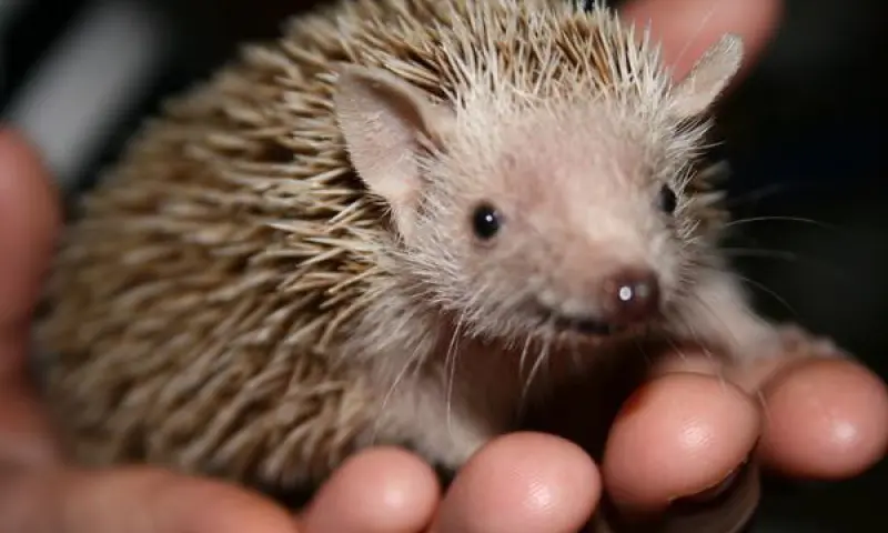 Egel aaien Zoo Bizar