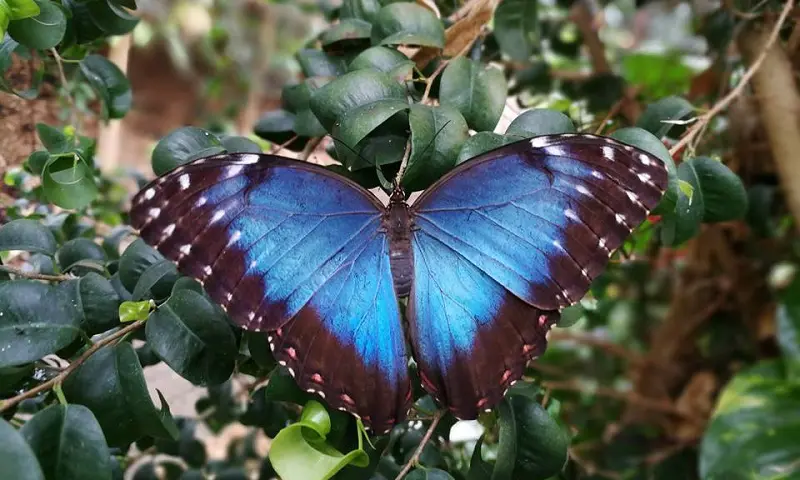 Vlinderparadijs Vilndorado