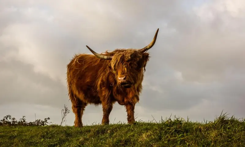 De Schotse hooglanders van Tiengemeten
