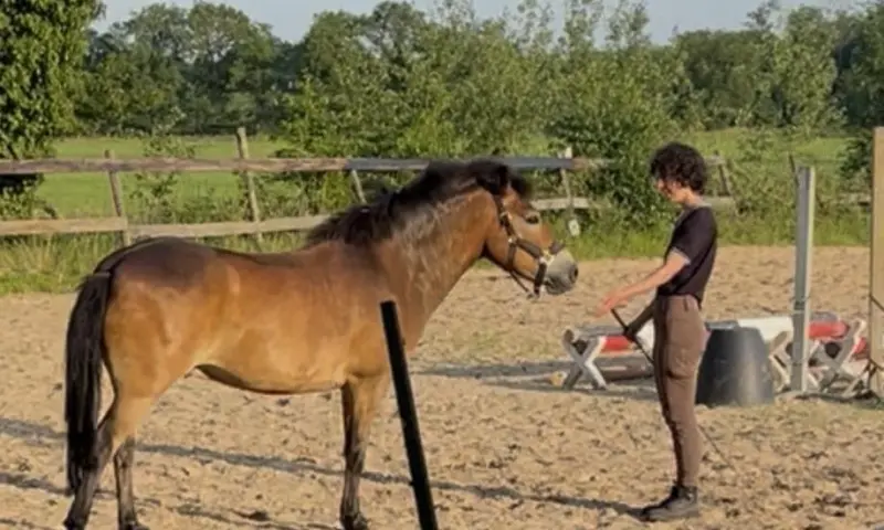 Connectie met paarden