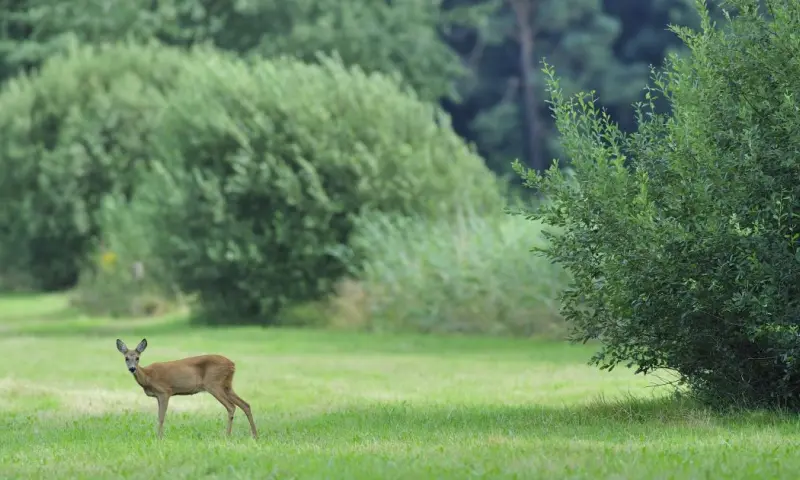 Het Ree in de avondschemer in de Loonse en Drunense Duinen