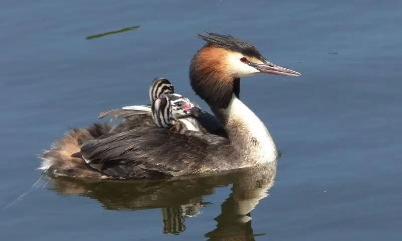 Beleef de lente en bezoek de Vreugderijkerwaard