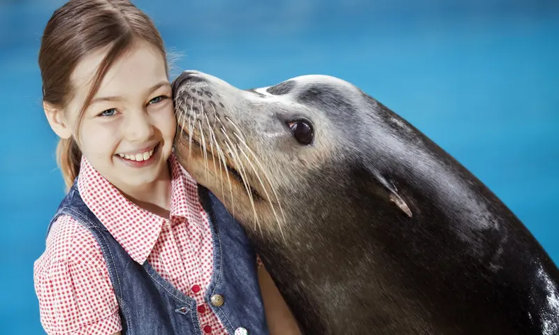 Kusje van de zeehond