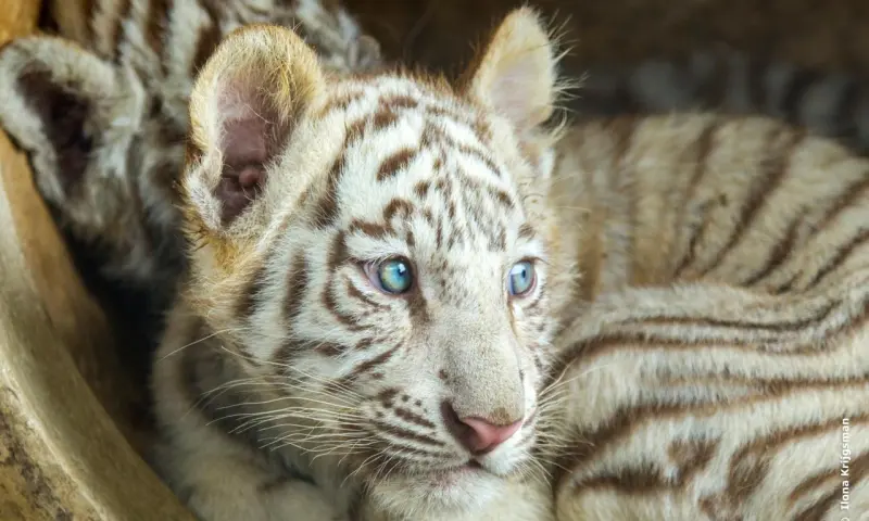 Tijger