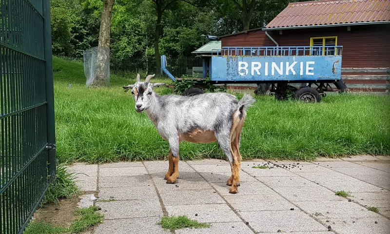 Brinkie geit