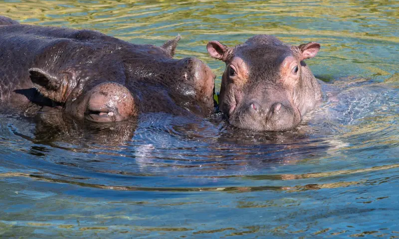 Nijlpaard en jong WILDLANDS