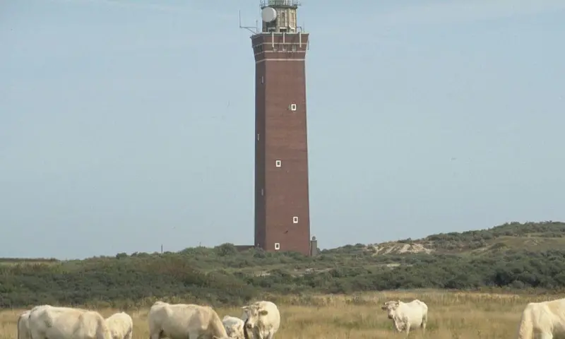 Natuur rondom de vuurtoren van Ouddorp