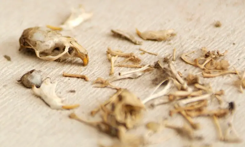 OERRR - Braakballen pluizen bij Gasterij Natuurlijk Smeerling