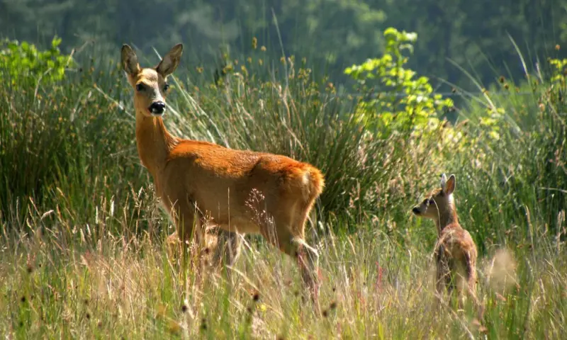 Reeën ochtendwandeling