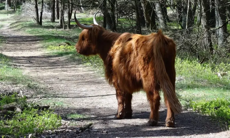 Schotse Hooglanders tijdens wandeling