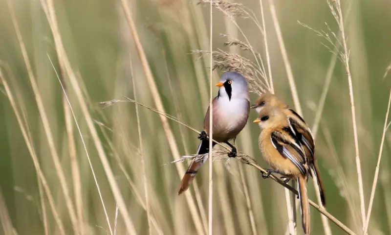 Vogels kijken op Marker Wadden