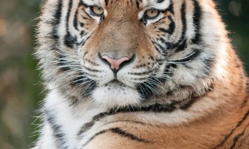 Tijger in Amersfoort
