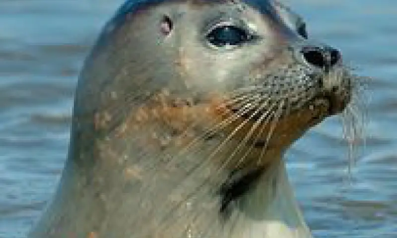 de zeehondjes zijn zooo nieuwsgierig altijd