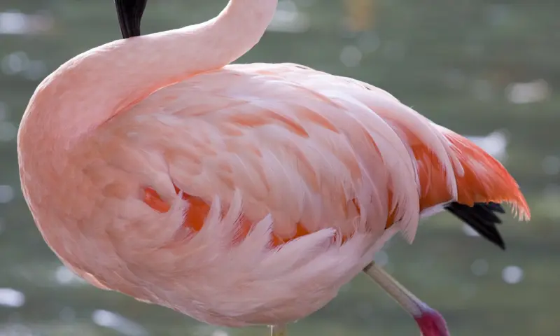 Flamingo op een been