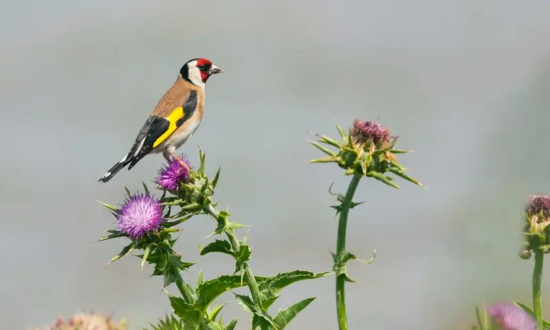 Overzomerende vogels in natuurgebied Waalenburg- De Marel, Texel