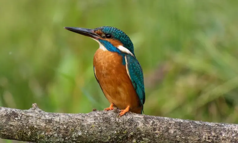 Vroeg uit de veren - Vogelwandeling voor beginners - landgoed Oldenaller