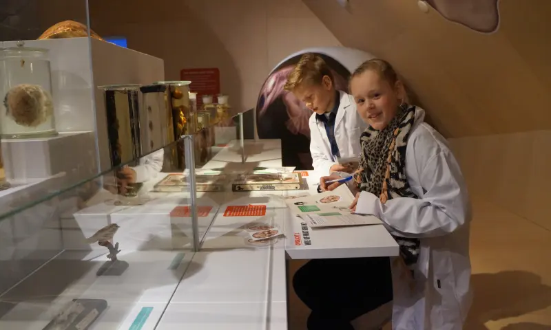 Dingen doen in het museum