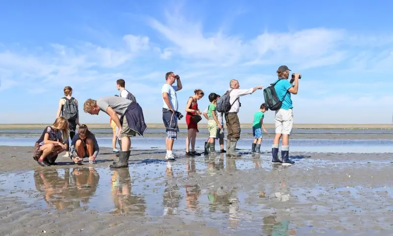 Kwelder, Wad en Lepelaars - De Schorren Texel