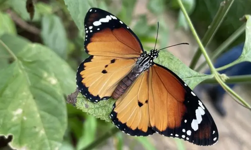 limoenvlinder bij Vlinderparadijs Papiliorama