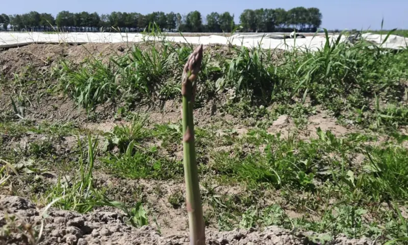 Witte en groene asperges!