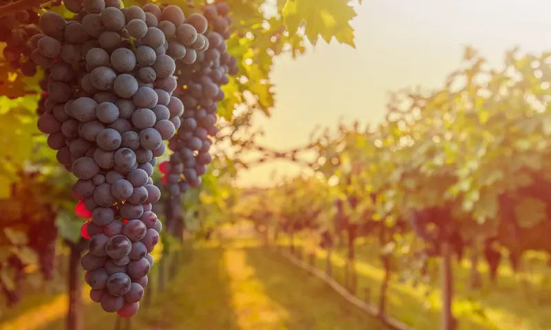 Druiven garde in de zon