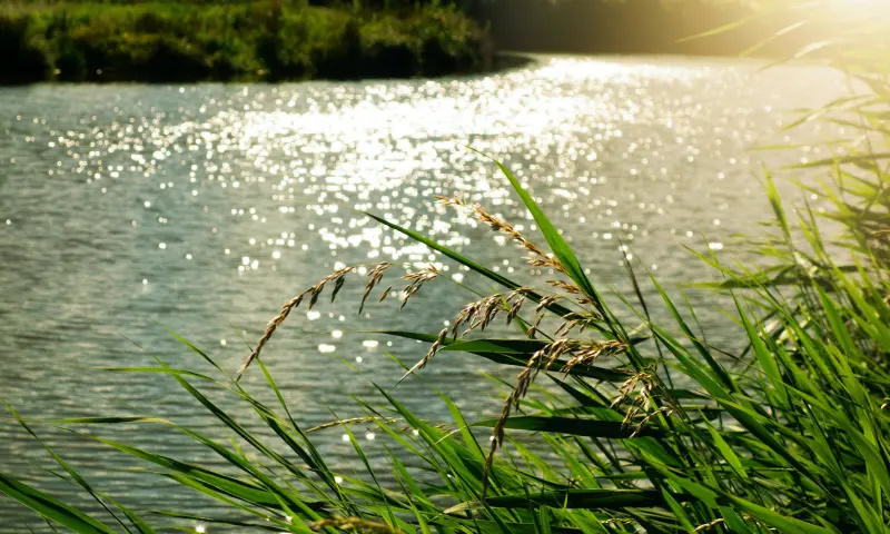 Rivier met natuur