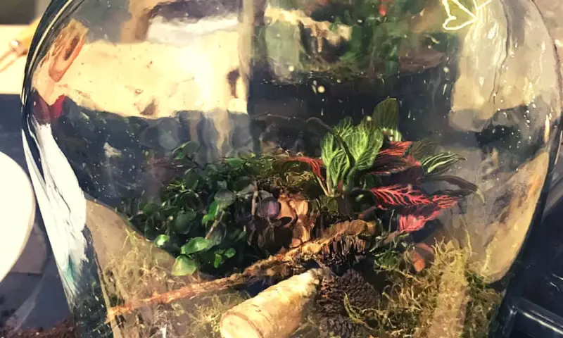 Ecotuintje in Fles Maken