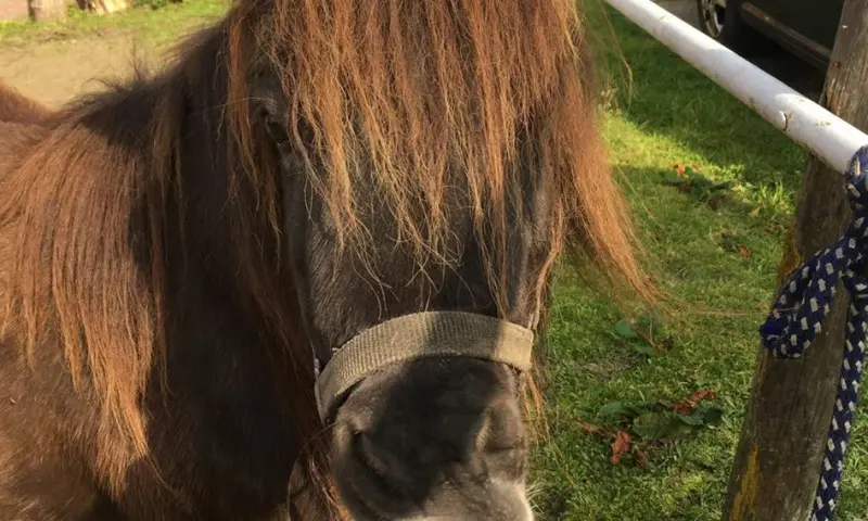 Pony op de Ijsboerderij
