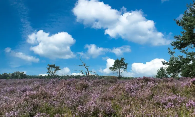 Wandelen