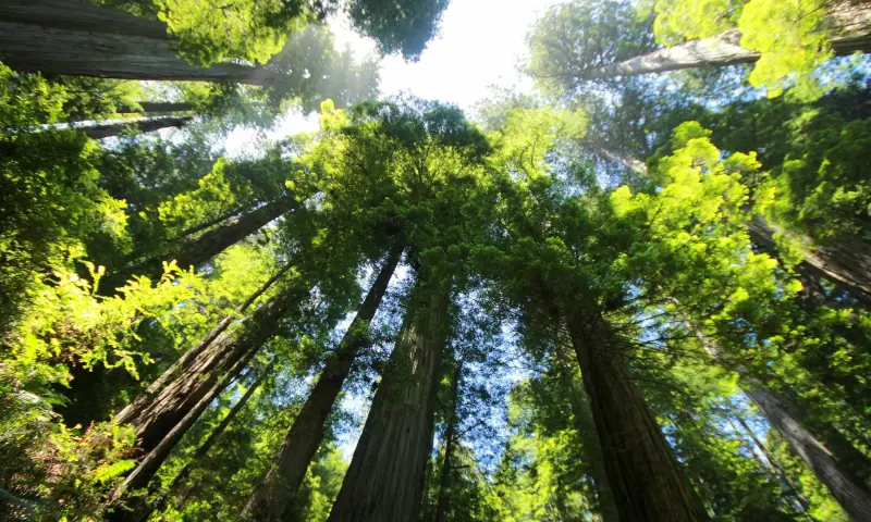 Wandelen langs bloemen
