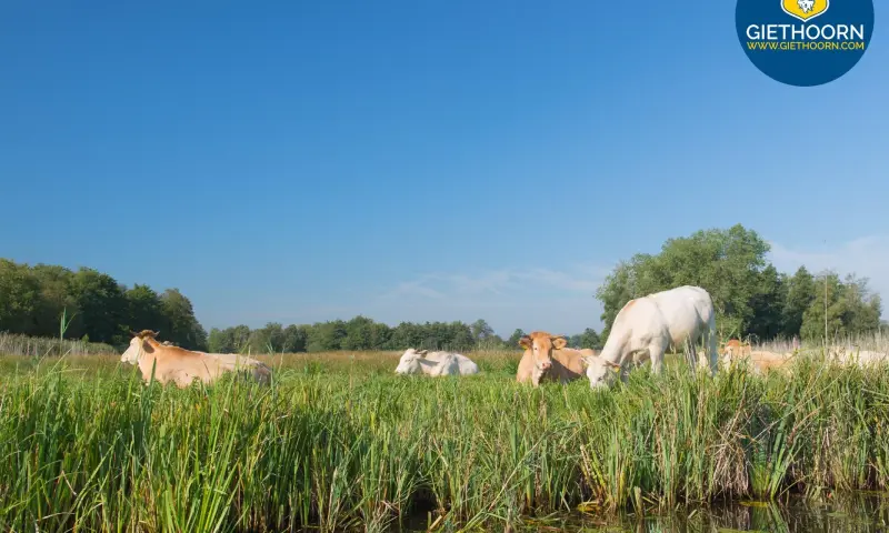 natuur giethoorn