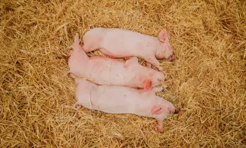 5x de leukste boerderij-uitjes