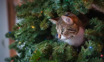 Kerststal maken (ook voor dieren)