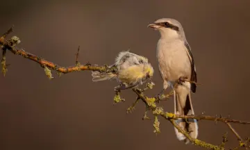 Wintervogels van de Engbertsdijksvenen