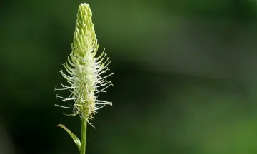 Voorjaarsexcursie Ulvenhoutse bos
