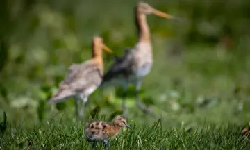 Weidevogelexcursie Skrok en Skrins