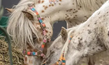 Dag van het paard