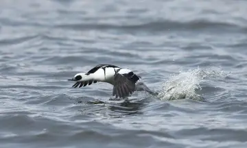 Wintergasten op Tiengemeten