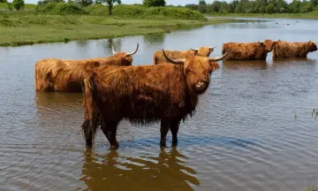 Schotse hooglanders excursie in de Dintelse Gorzen