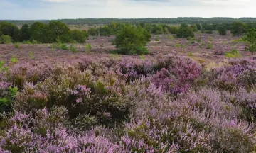 Beleef de zonsverduistering op de Sallandse Heuvelrug