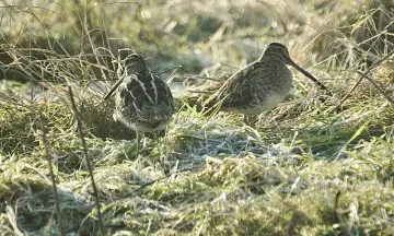 Wintervogels-excursie in natuurgebied Waalenburg