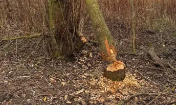 Beversporen in de winter op Tiengemeten