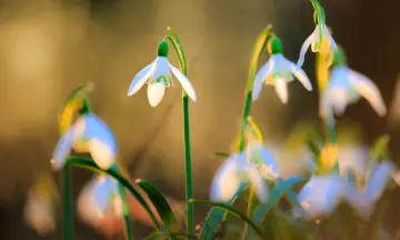 Stinzenwandeling op Buitenplaats De Tempel