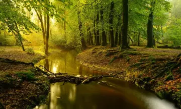 Struinen met de boswachter langs de Leuvenumse Beek