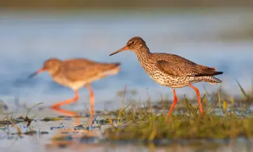 Zomerse steltlopers in natuurgebied Waalenburg