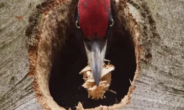 Vogelexcursie Oude Buisse Heide