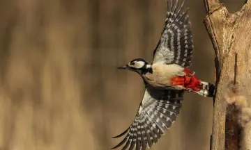 Voorjaarswandeling Voorne met lunch Brasserie Lodgers
