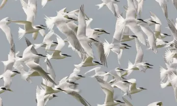 De vogels van Tiengemeten