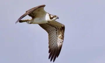 Najaarstrek op Tiengemeten